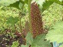 gunnera