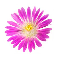 春の花の写真加工フリー素材 大 山野草を育てる