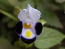 torenia