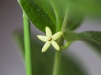 ササユリ 笹百合 の育て方 山野草を育てる ササユリ 笹百合 の育て方 山野草を育てる