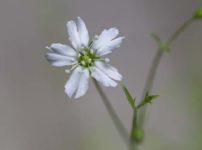 テバコマンテマ