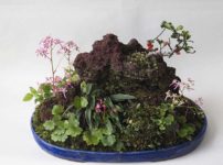 2015年春の山野草の草物盆栽 寄せ植え 山野草を育てる 2015年春の山野草の草物盆栽 寄せ植え 山野草を育てる