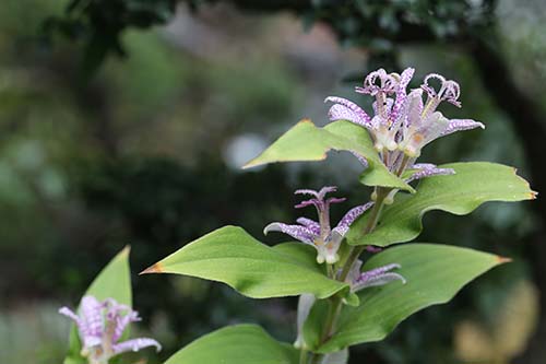 種からも殖えて毎年花を見せてくれるホトトギス交雑種もできている 山野草を育てる