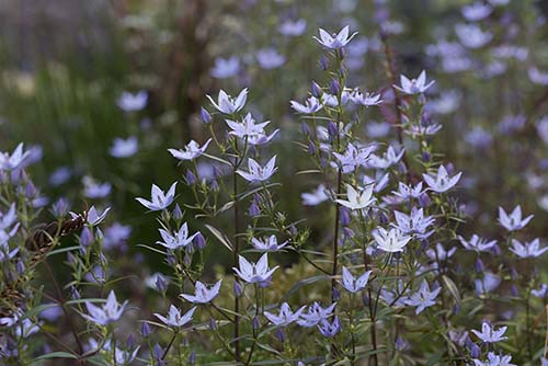 １１月の庭に咲いた山野草の花たち 山野草を育てる