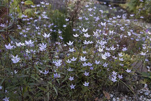 １１月の庭に咲いた山野草の花たち 山野草を育てる