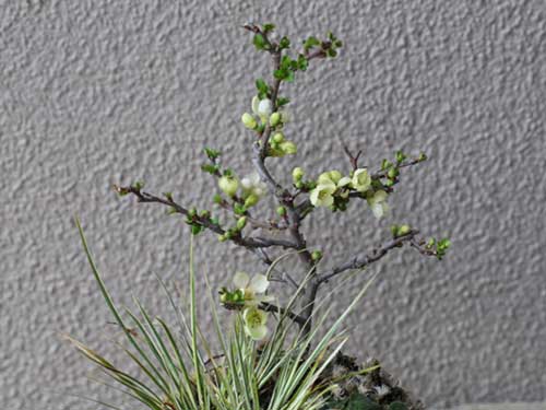 チョウジュバイ(白花)