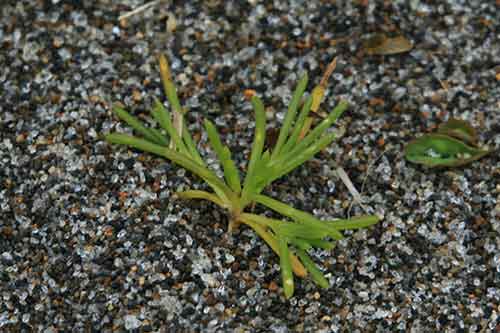 北海道の浜辺で見たオカヒジキ 陸鹿尾菜 山野草を育てる