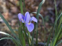 カンザキアヤメ