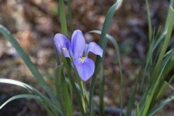 カンザキアヤメ 寒咲き菖蒲 の育て方 山野草を育てる