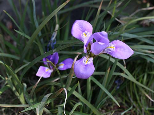 カンザキアヤメ 寒咲き菖蒲 の育て方 山野草を育てる