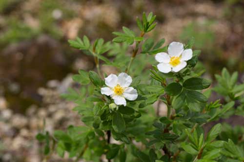 ヒカゲツツジ 日陰躑躅 の育て方 山野草を育てる