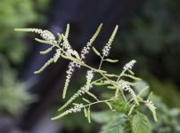 ヤマブキショウマ