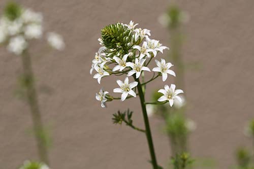 トウサワトラノオ 悼沢虎の尾 の育て方 同じ仲間のオカトラノオ ヌマトラノオ 山野草を育てる