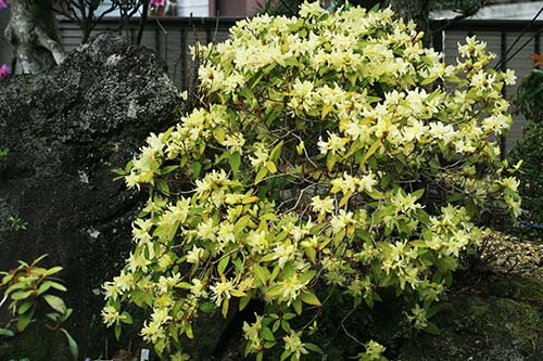 ヒカゲツツジ 日陰躑躅 の育て方 山野草を育てる