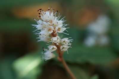 ハルトラノオ 春虎の尾 の育て方 仲間のイブキトラノオ 山野草を育てる ハルトラノオ 春虎の尾 の育て方 仲間のイブキトラノオ 山野草を育てる