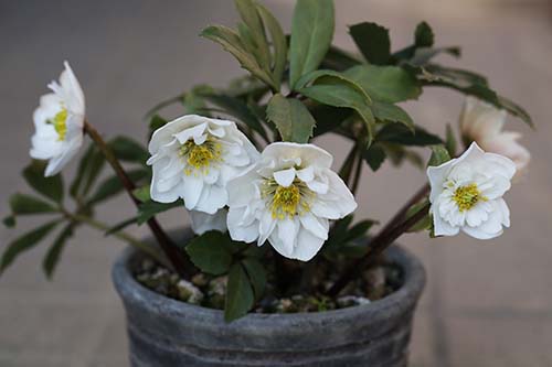 ヘレボルス ニゲル Helleborus Niger ヘレボルス バラリア ニゲル X ステルニー の育て方 山野草を育てる