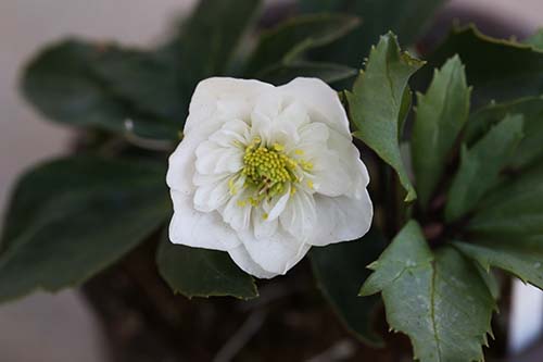 ヘレボルス ニゲル Helleborus Niger ヘレボラス バラリア ニゲル X ステルニー の育て方 山野草を育てる