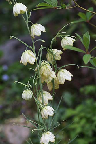 バイモ 貝母 の育て方 四季の森星野と花之江の郷の花も掲載 山野草を育てる