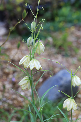 バイモ 貝母 の育て方 四季の森星野と花之江の郷の花も掲載 山野草を育てる