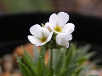 アンドロサケ・カルネア