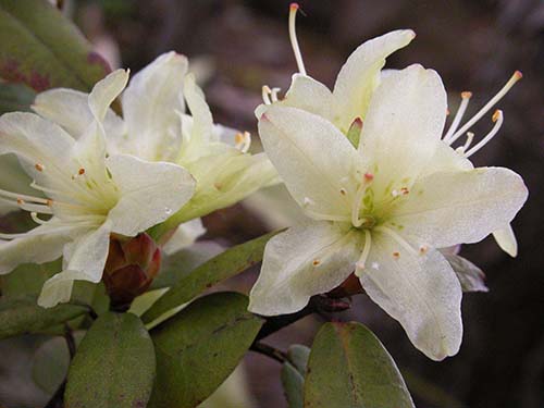 ヒカゲツツジ 日陰躑躅 の育て方 山野草を育てる