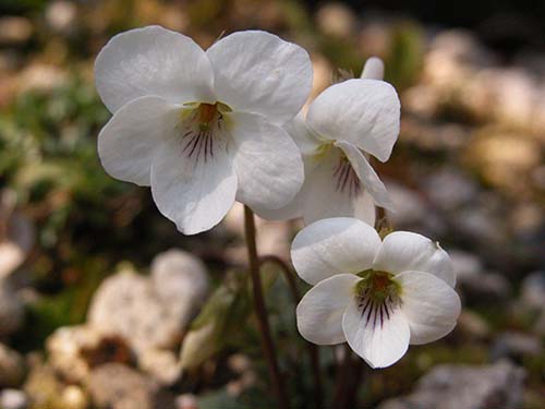 ヒゴスミレ 肥後菫 の育て方 山野草を育てる