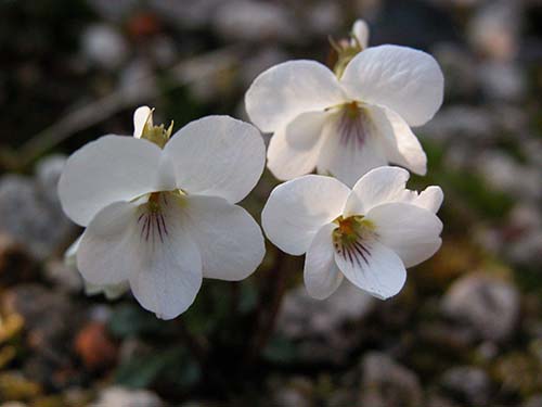 ヒゴスミレ 肥後菫 の育て方 山野草を育てる