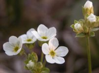 すべての花の画像 ロイヤリティフリーキバナ セツブンソウ 球根 植え 方