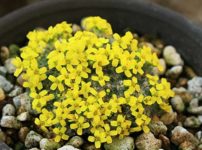 オーブリエチア ムラサキナズナ の育て方 山野草を育てる オーブリエチア ムラサキナズナ の育て方 山野草を育てる