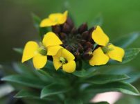 キバナセツブンソウ 黄花節分草 の育て方 山野草を育てる