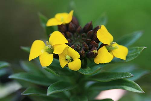 エリシマム アリオニー シベリアン ウォールフラワー の育て方 山野草を育てる