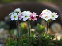 キバナセツブンソウ 黄花節分草 の育て方 山野草を育てる