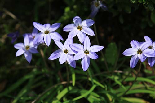 ハナニラ 花韮 の育て方 山野草を育てる