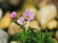 キバナセツブンソウ 黄花節分草 の育て方 山野草を育てる