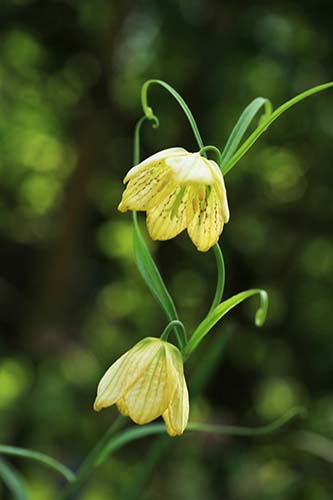 バイモ 貝母 の育て方 四季の森星野と花之江の郷の花も掲載 山野草を育てる