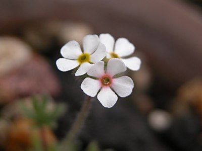 Androsace villosa