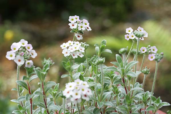 アンドロサケ ラヌギノーサ Androsace Lanuginosa ユキカスミソウ の育て方 山野草を育てる