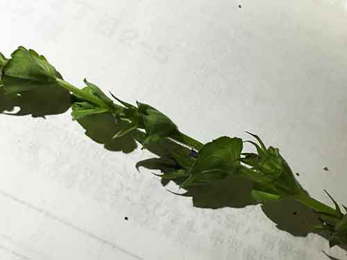 キキョウソウの種
