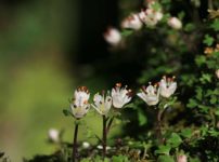 キバナセツブンソウ 黄花節分草 の育て方 山野草を育てる