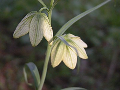 バイモ 貝母 の育て方 四季の森星野と花之江の郷の花も掲載 山野草を育てる