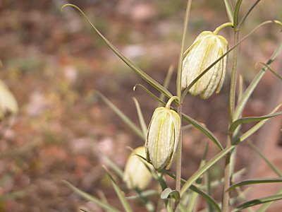 バイモ 貝母 の育て方 四季の森星野と花之江の郷の花も掲載 山野草を育てる