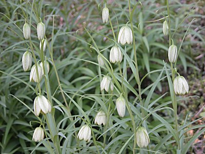 バイモ 貝母 の育て方 四季の森星野と花之江の郷の花も掲載 山野草を育てる