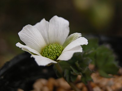 ヒダカソウ（日高草）