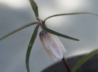 ホソバナバイモ