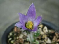 プルサティラ・ハレリ