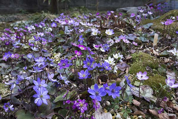 交配が面白い雪割草 ミスミソウ属 の育て方 山野草を育てる