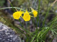ヒトリシズカ 一人静 の育て方 山野草を育てる
