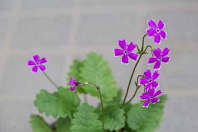 南京小桜