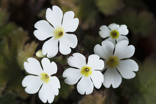 プリムラ シネンシス ステラタ Primula Chinensis Stellata の育て方 山野草を育てる