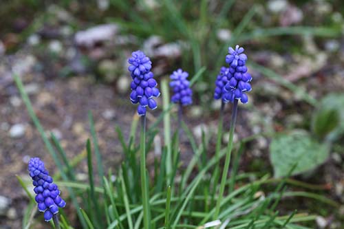 ムスカリの育て方 山野草を育てる